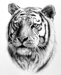 235x290 tiger drawings in pencil tiger in pencil drawing - Tiger Drawing