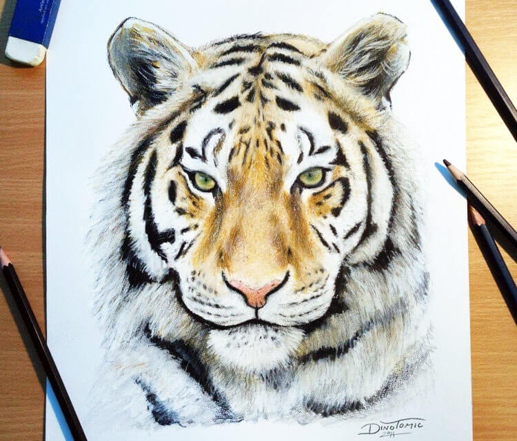 750x640 Color Tiger Drawing - Tiger Drawing