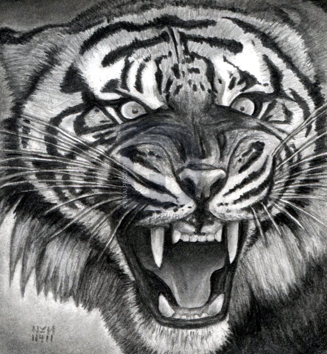 1041x1127 How To Draw A Roaring Tiger, Step - Tiger Drawing