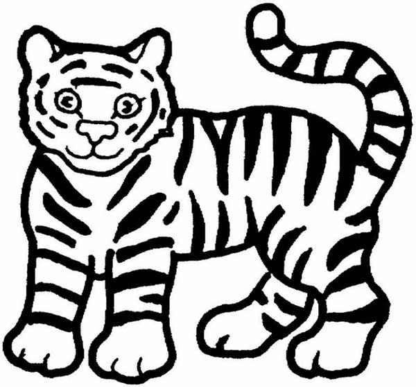600x558 Huge Collection Of 'easy Tiger Drawing' Download More Than - Tiger Drawing Easy