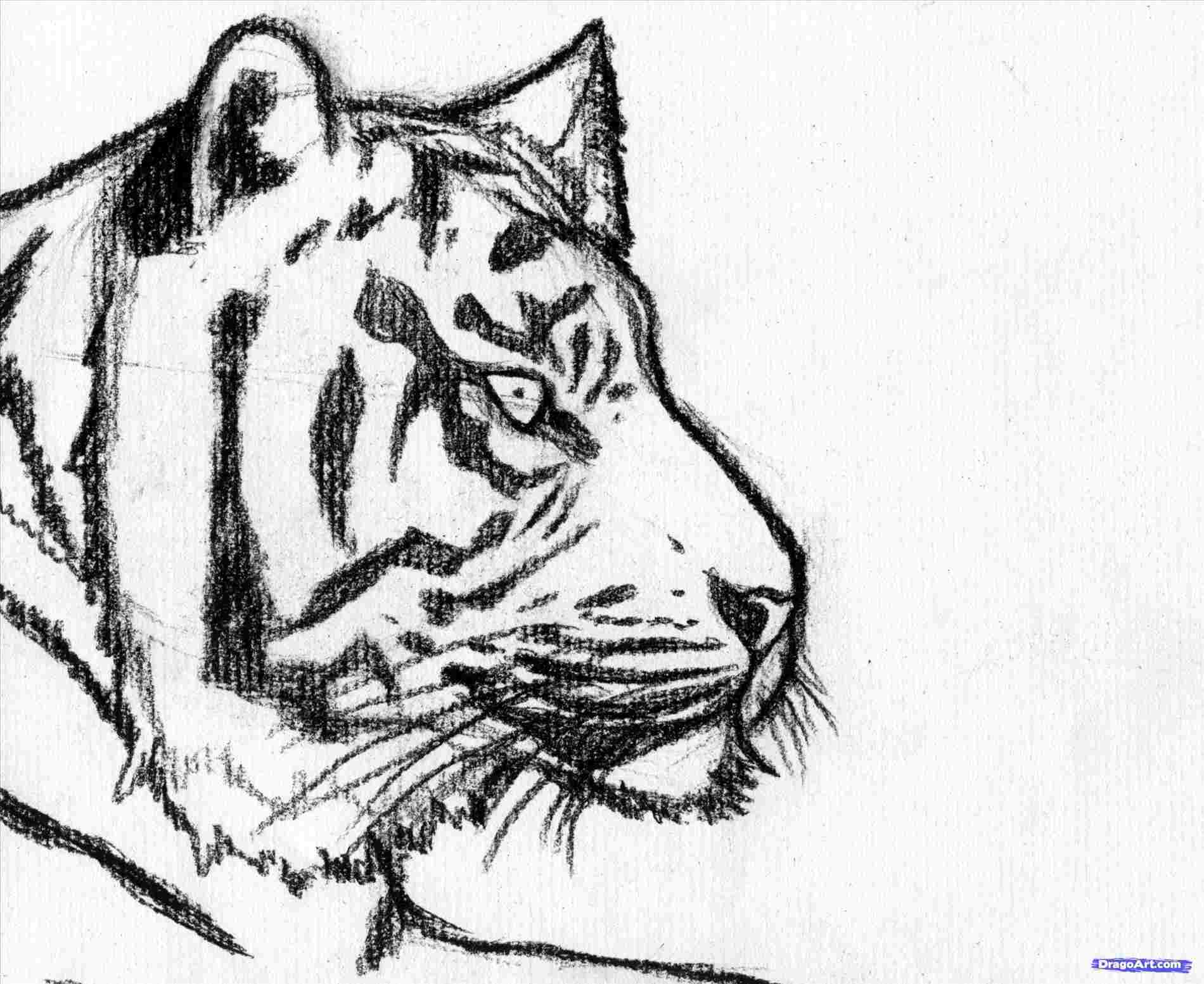 Tiger Drawing Easy At PaintingValley Com Explore Collection Of Tiger   Tiger Drawing Easy 6 