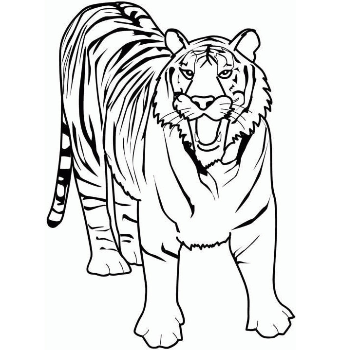 700x720 Tiger Shape Templates, Crafts Colouring Pages Free - Tiger Drawing For Kids