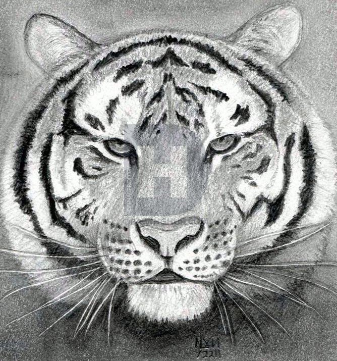 668x715 How To Draw A Tiger Head, Step - Tiger Drawing Images