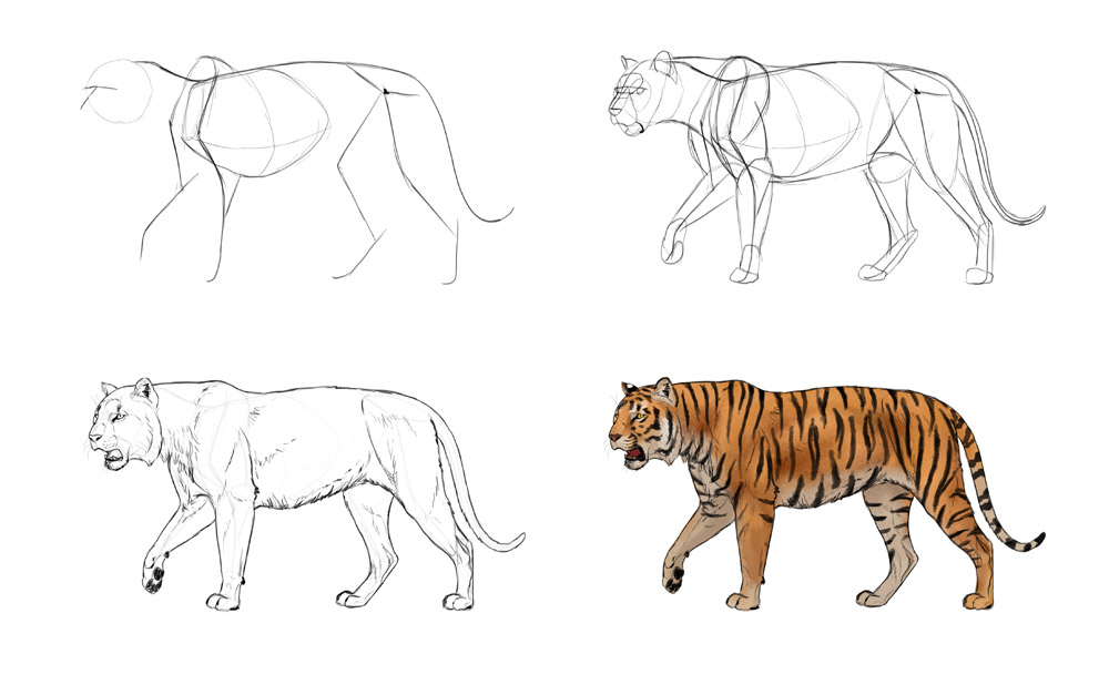 1000x618 how to draw big cats lions, tigers, cheetahs, and much more - Tiger Drawing Images