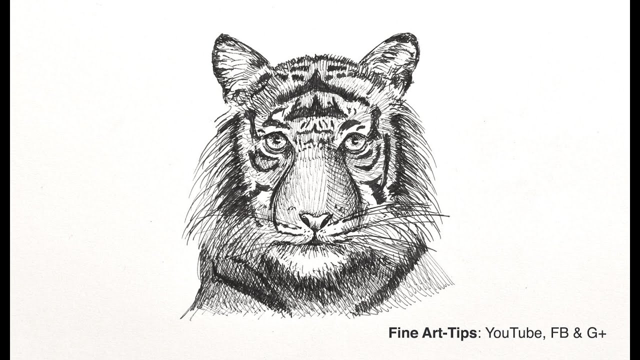 1280x720 How To Draw A Tiger's Head - Tiger Drawing Images