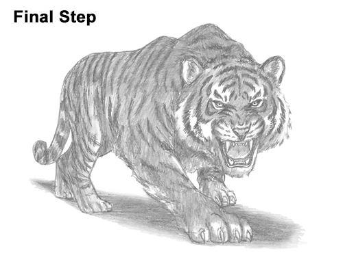 500x386 How To Draw A Tiger Roaring - Tiger Drawing Images