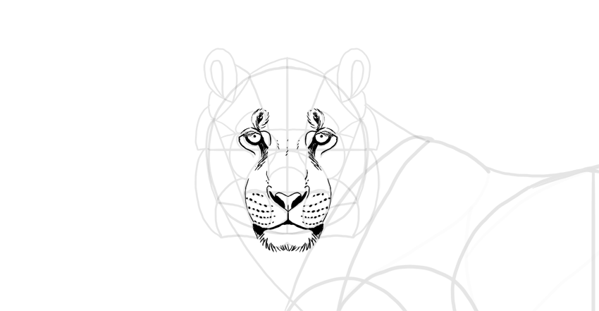 850x441 How To Draw A Tiger - Tiger Drawing Images