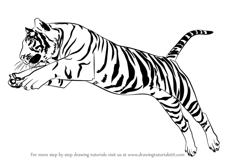 800x566 Learn How To Draw A Tiger Jumping - Tiger Drawing Images