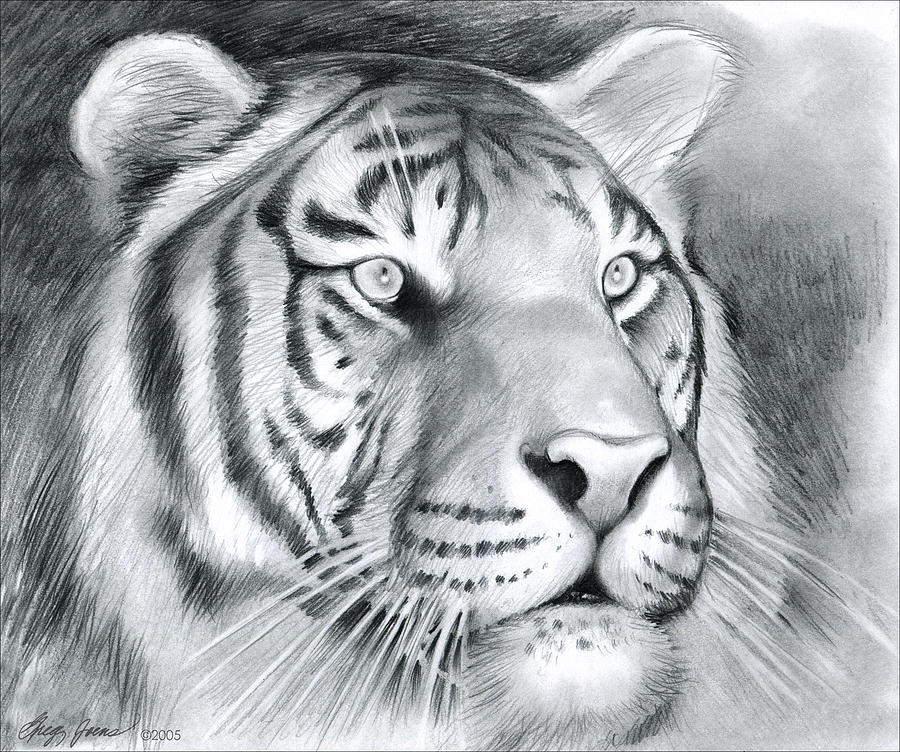 900x752 Tiger Drawing - Tiger Drawing Images