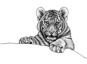 300x220 Tiger Drawings Fine Art America - Tiger Drawing Images