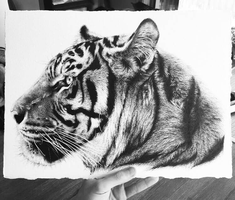 750x640 Tiger Head Pencil Drawing - Tiger Drawing Images