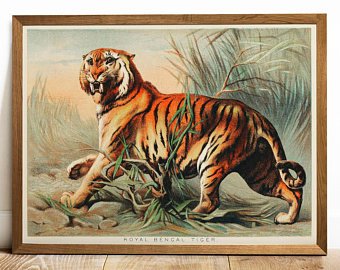 340x270 bengal tiger art etsy - Tiger Drawing Images