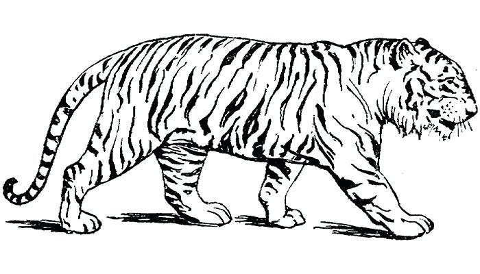 700x400 Collection Of Tiger Outline Drawing Download Them And Try To Solve - Tiger Drawing Images