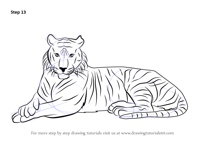 842x598 Learn How To Draw A Bengal Tiger - Tiger Drawing Outline