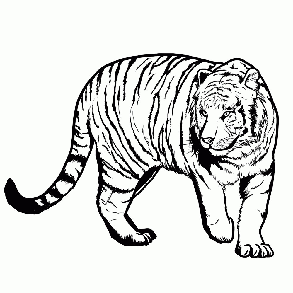 1000x1000 Learn How To Draw A Tiger - Tiger Drawing Outline