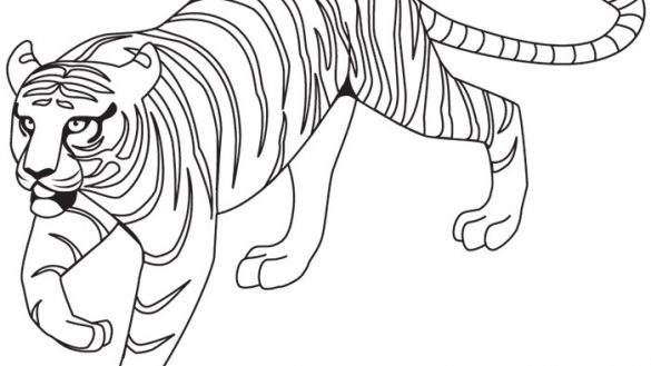 585x329 Lofty Design Outline Of Tiger Drawing At Getdrawings Com Free - Tiger Drawing Outline