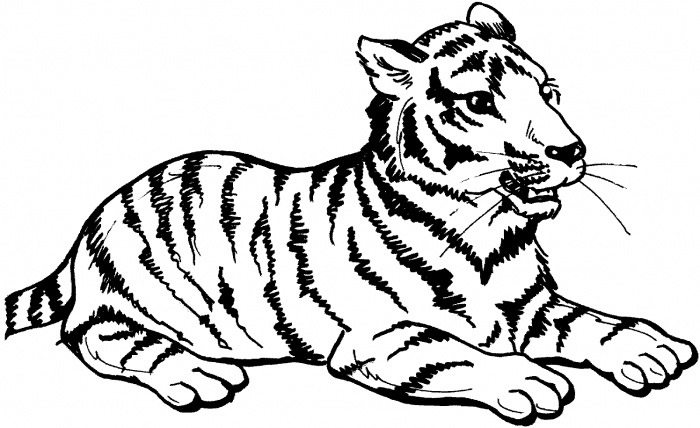 700x428 Outline Of A Tiger - Tiger Drawing Outline