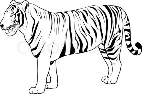 480x320 tiger outline printmaking inspiration tiger outline, tiger art - Tiger Drawing Outline