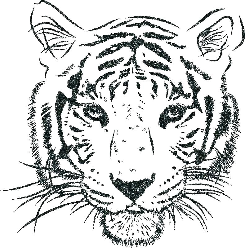 Tiger Drawing Outline at PaintingValley.com | Explore collection of ...