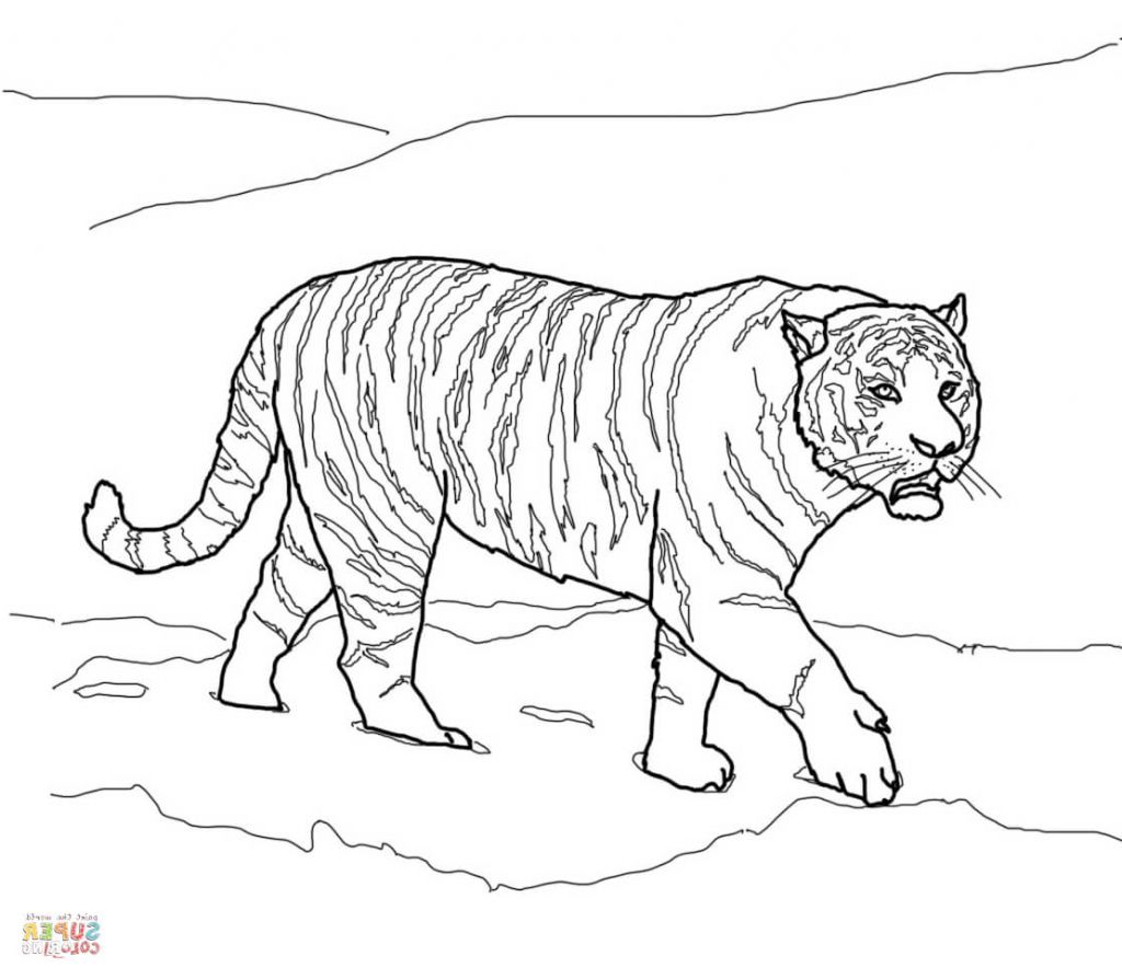 1024x894 Tiger Outline Drawing - Tiger Drawing Outline