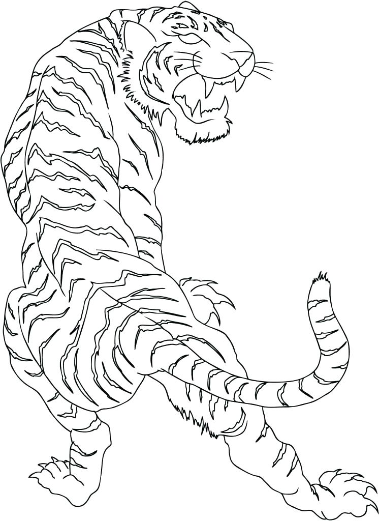 Tiger Drawing Outline at PaintingValley.com | Explore collection of ...