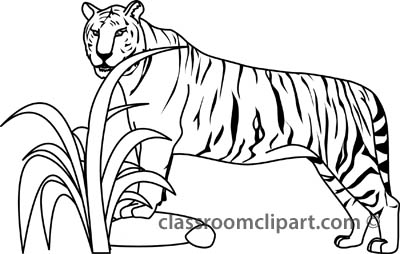 400x254 Outline Sketch Of A Tiger Archives - Tiger Drawing Outline