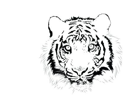 474x355 Tiger Face Outline - Tiger Drawing Outline