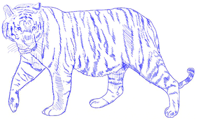 400x243 How To Draw A Tiger - Tiger Drawing Pictures