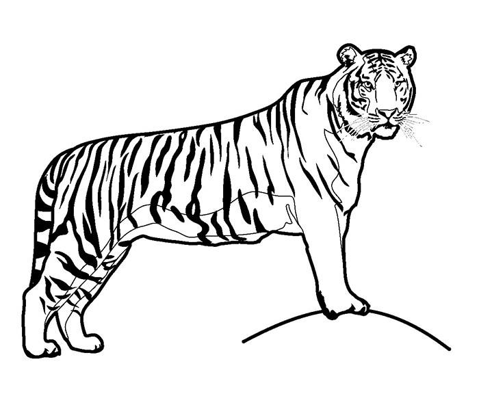 700x576 Tiger Shape Templates, Crafts Colouring Pages Free - Tiger Drawing Pictures