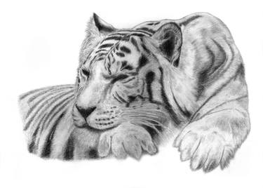 375x268 Sleeping Tiger Drawing - Tiger Drawing Pictures