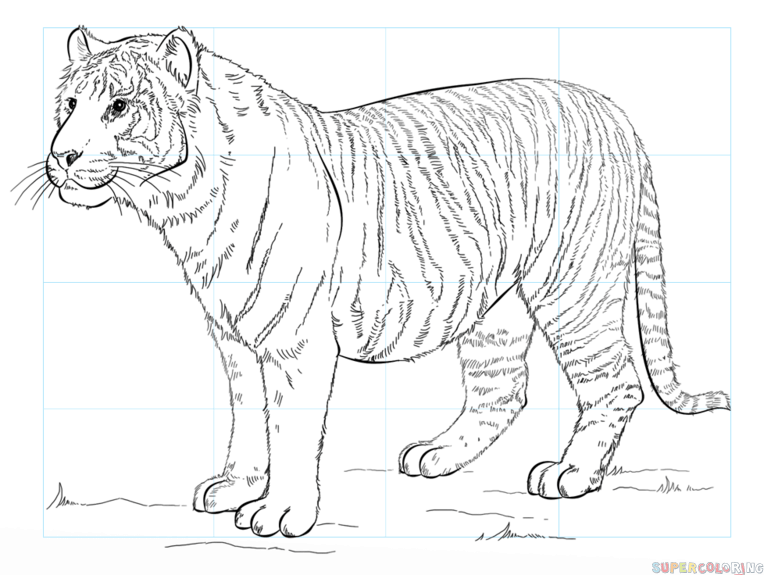 764x575 Tiger Drawing Step - Tiger Drawing Pictures