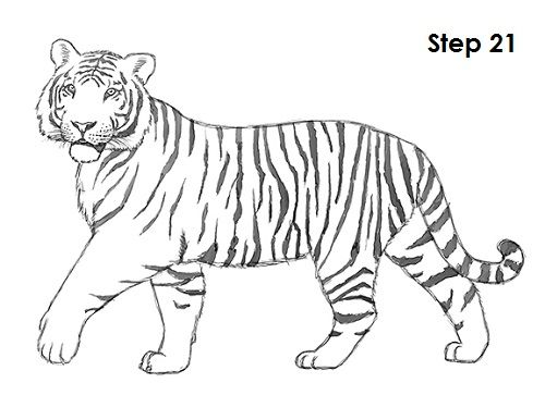 500x386 tiger drawing cats tiger drawing, drawings, tiger vector - Tiger Drawing Pictures
