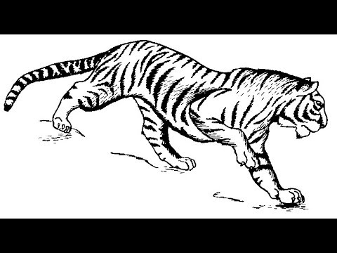 480x360 Very Easy How To Draw A Tiger Step - Tiger Drawing Pictures