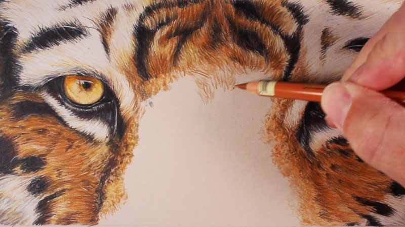 800x450 Draw A Tiger With Colored Pencils - Tiger Drawing Pictures