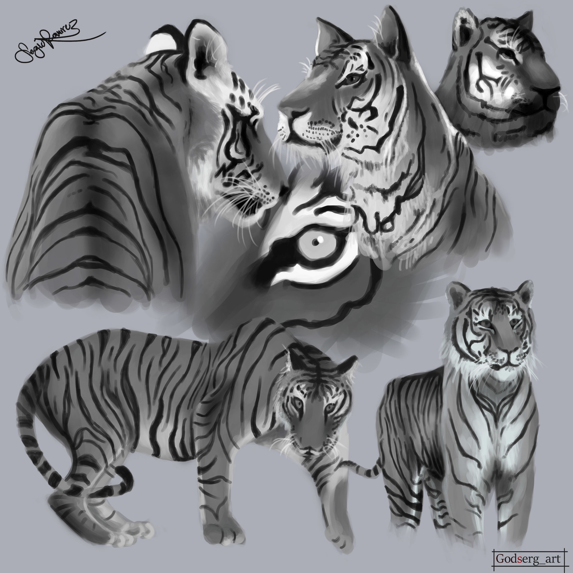 1920x1920 Godserg Art - Tiger Drawing Pictures