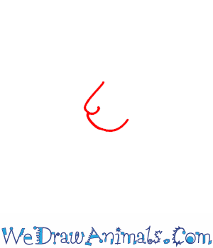 300x350 How To Draw A Tiger - Tiger Drawing Step By Step