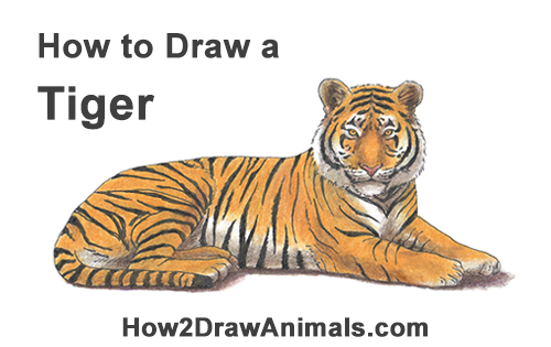 500x315 How To Draw A Tiger - Tiger Drawing Step By Step