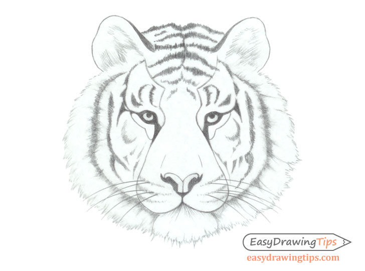 728x540 How To Draw A Tiger Face Head Step - Tiger Drawing Step By Step