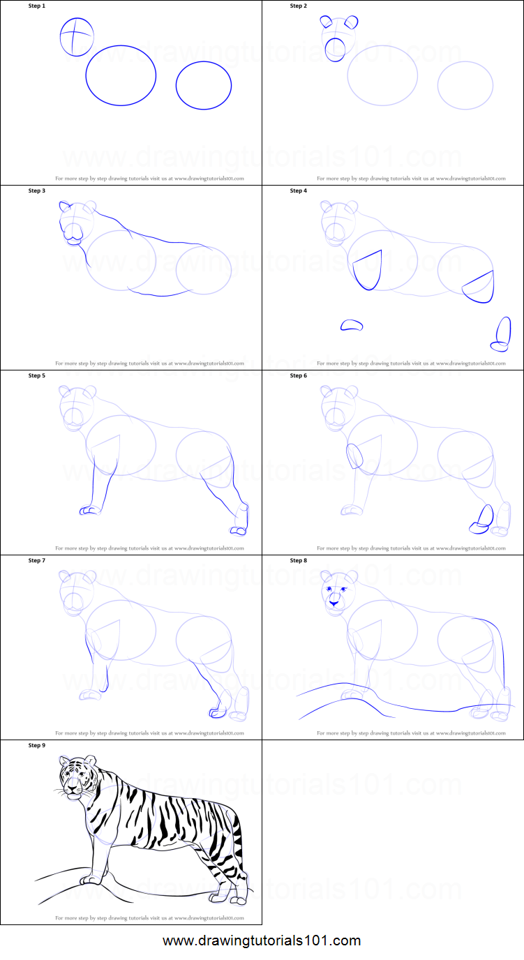 751x1376 How To Draw A Tiger Printable Step - Tiger Drawing Step By Step