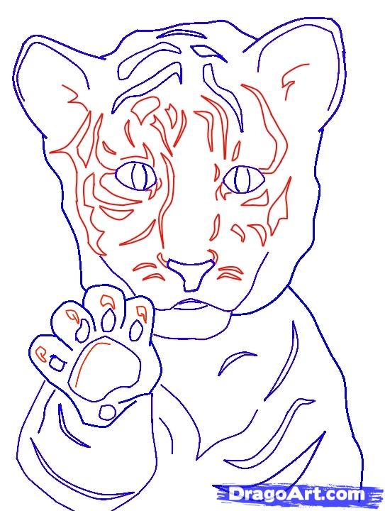 543x720 how to draw a white bengal tiger cub, step - Tiger Drawing Step By Step