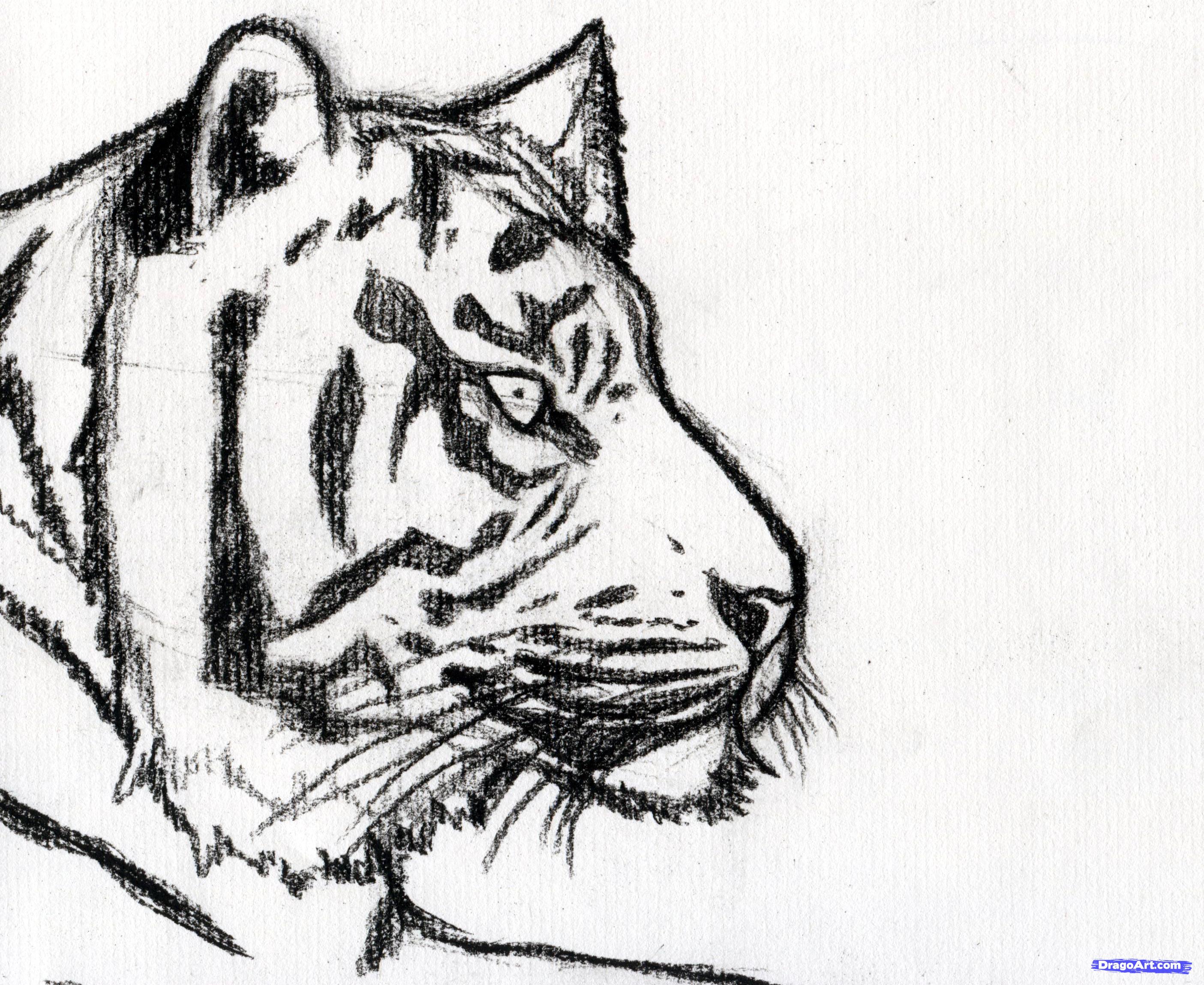 2809x2297 How To Sketch A Tiger, Step - Tiger Drawing Step By Step
