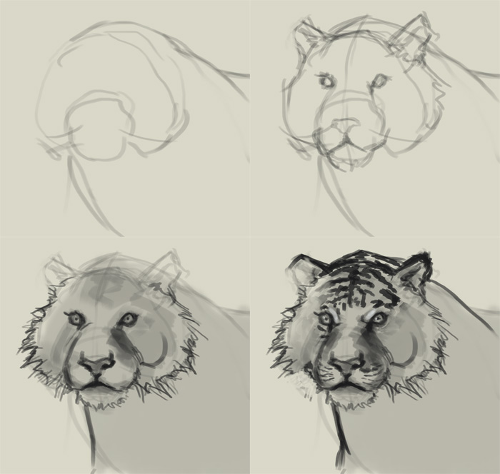 700x664 How To Draw Tiger - Tiger Drawing Step By Step