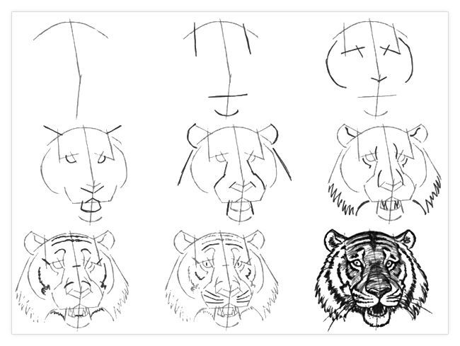 650x489 Image Result For How To Draw A Tiger Face Step - Tiger Drawing Step By Step