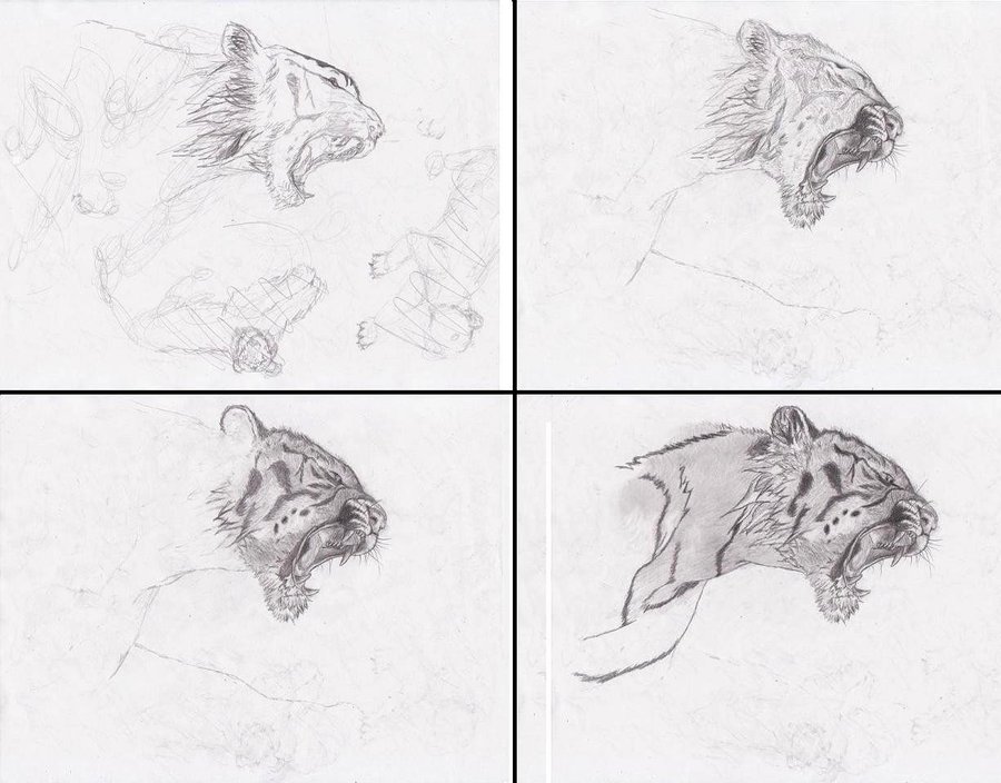900x704 Tiger Pencil Drawing Step - Tiger Drawing Step By Step