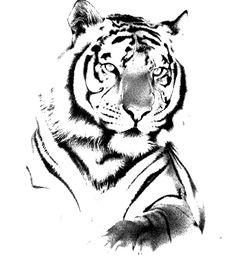 236x260 Best Tiigrikutsu Images Arm Tattoo, Black Tattoos, Tattoo Art - Tiger Drawing Tattoo