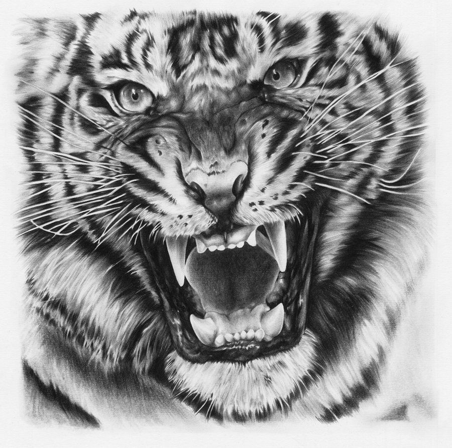 900x892 Tiger Drawing - Tiger Drawing Tattoo