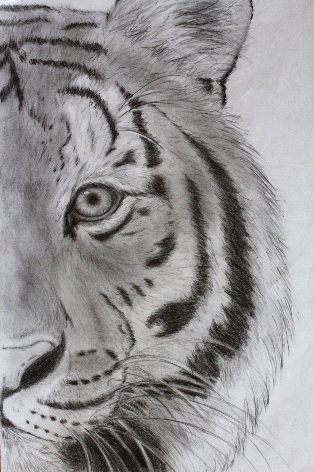1024x1536 Pictures Of Tumblr Tiger Drawing - Tiger Drawing Tumblr