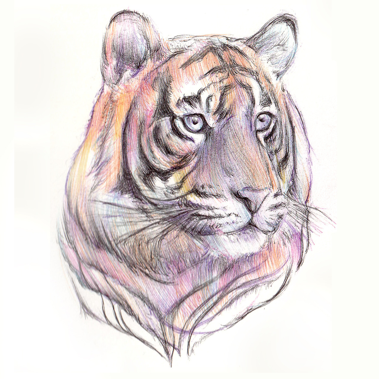 1280x1280 Tiger Drawing Tumblr - Tiger Drawing Tumblr