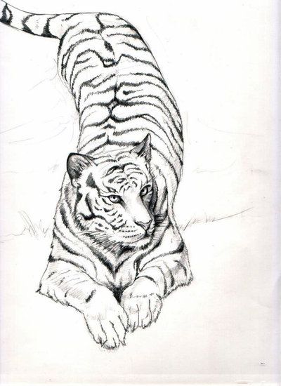 400x550 Tiger Tattoo Tumblr Tiger Tattoo - Tiger Drawing Tumblr