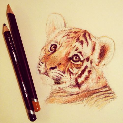 500x500 Animal Drawings Tumblr Shared - Tiger Drawing Tumblr